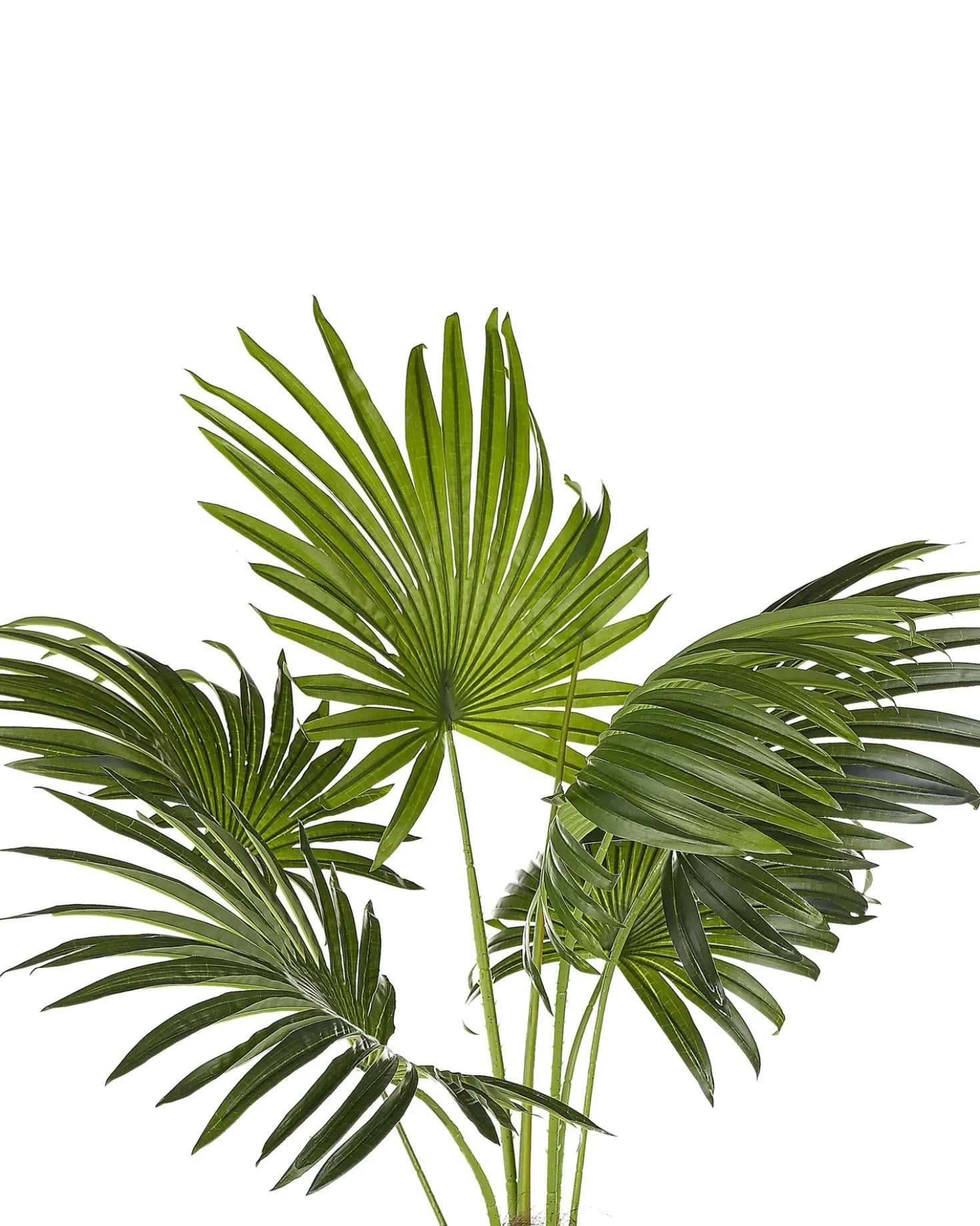 Pianta artificiale FAN PALM 100 cm Verde