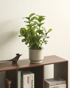 Pianta artificiale ORBIFOLIA 50 cm Verde