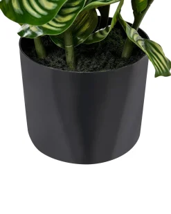 Pianta artificiale ORBIFOLIA 50 cm Verde
