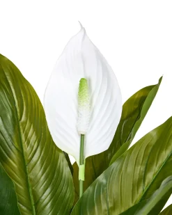 Pianta artificiale SPATHPHYLLUM 70 cm Verde