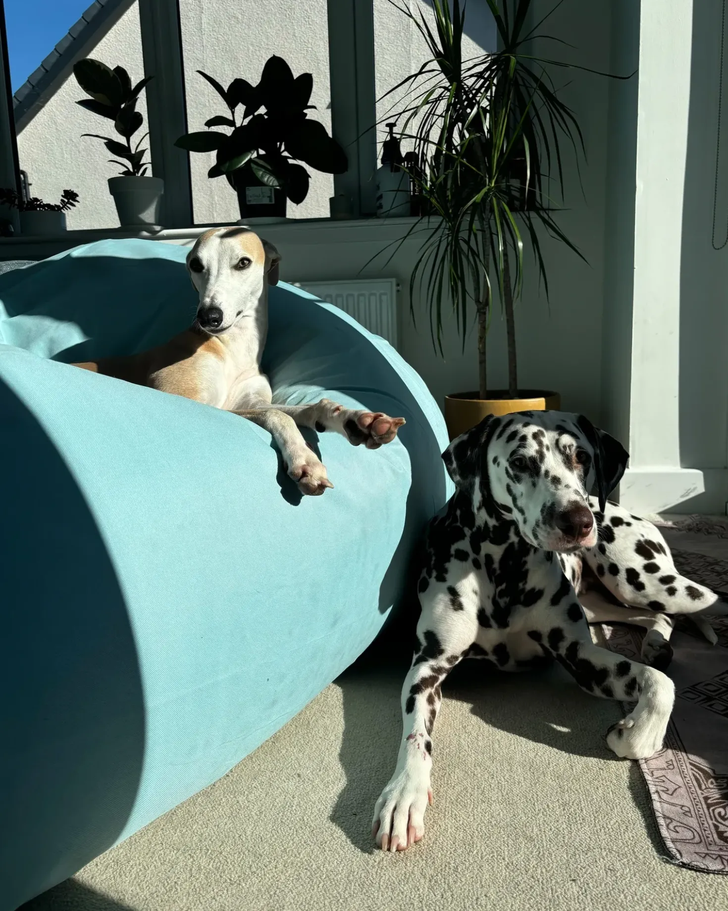 Poltrona sacco 600 L FUZZY 180 cm 230 cm Azzurro