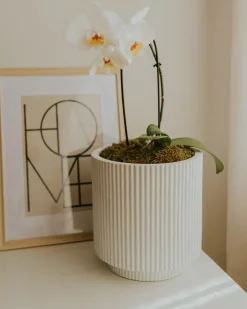 Vaso per piante DARIA 30 cm Bianco sporco