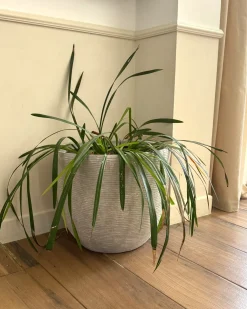 Vaso per piante LIXOURI 47 cm Grigio chiaro